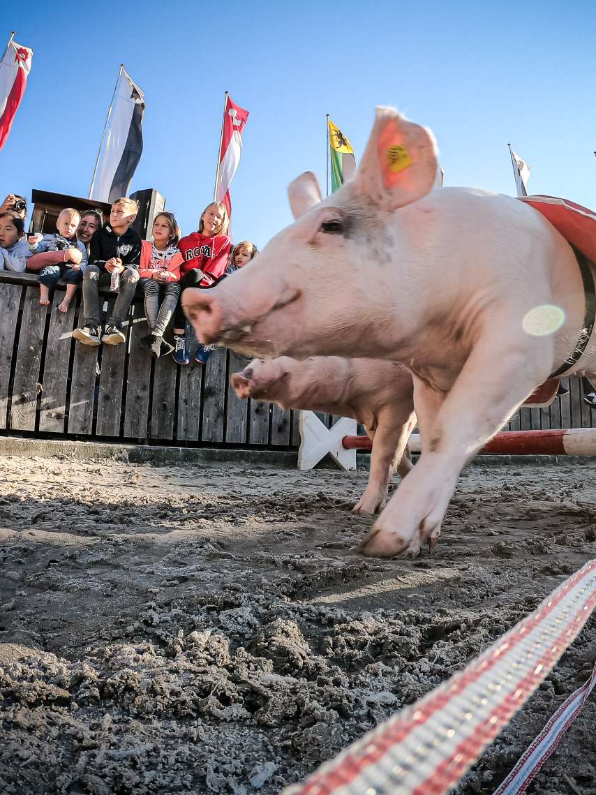 OLMA, OASG & weitere Veranstaltungen