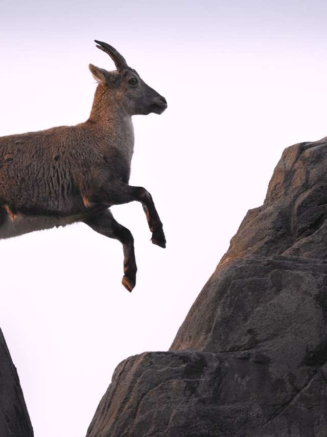 Die Bündner Steinböcke sind St.Galler